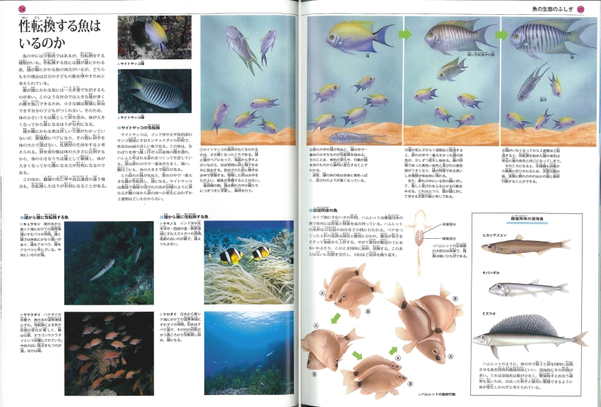 生態図鑑5巻セット 動物 魚  鳥 大自然のふしぎ 学研  植物 貝 昆虫