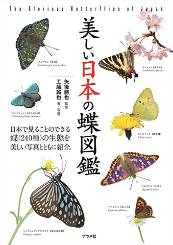 日本の美しい蝶図鑑