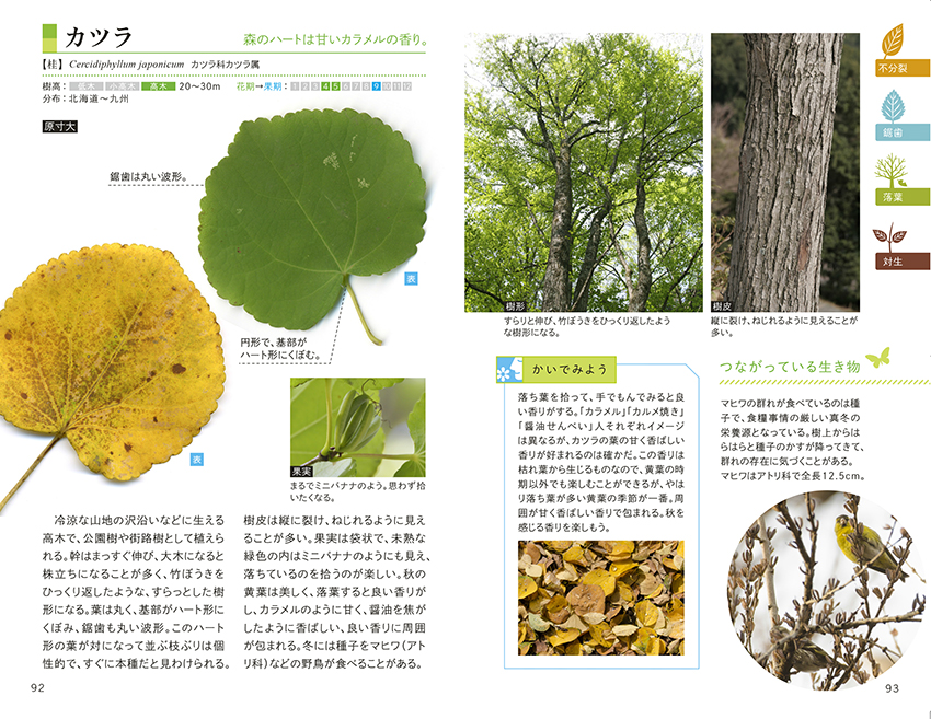 葉っぱで見わけ 五感で楽しむ樹木図鑑